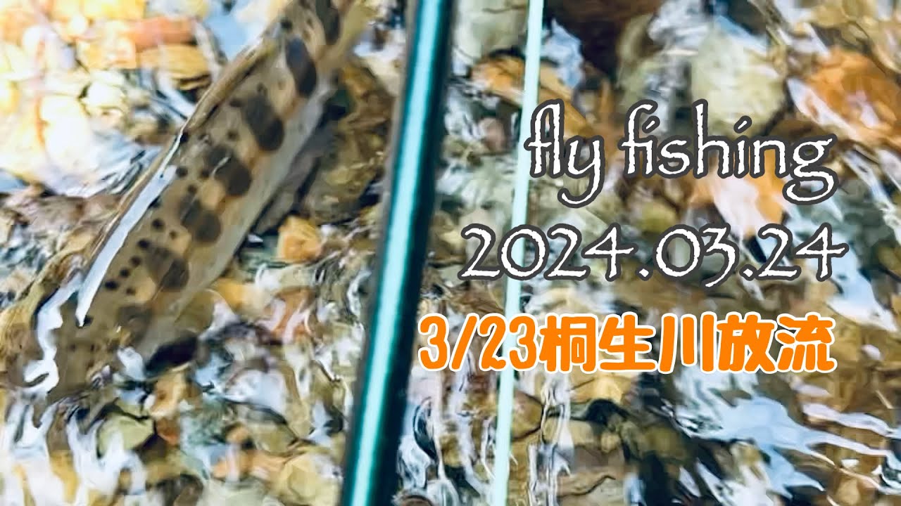 令和6年3月23日桐生川放流！[支流の高沢川に行きましたけどね]