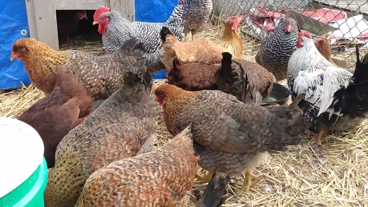 I Brought Chickens Fresh Water - They Hurry to Drink and Return Inside Shelter