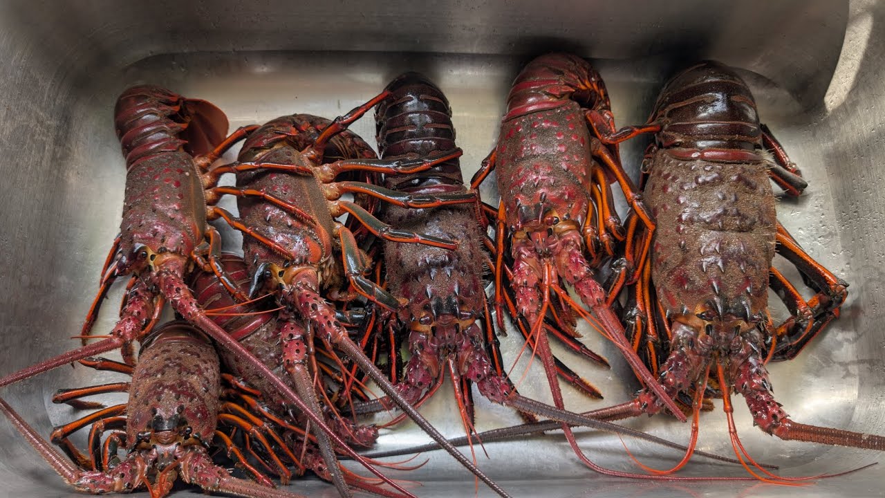 Successful Night Hooping/Fishing For Lobster LIMITS In February *Jetty Edition*