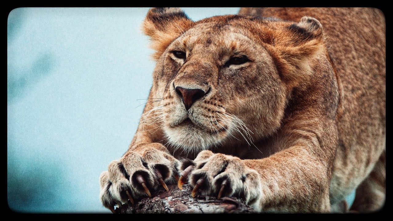 The Lion's Fearsome Claw!