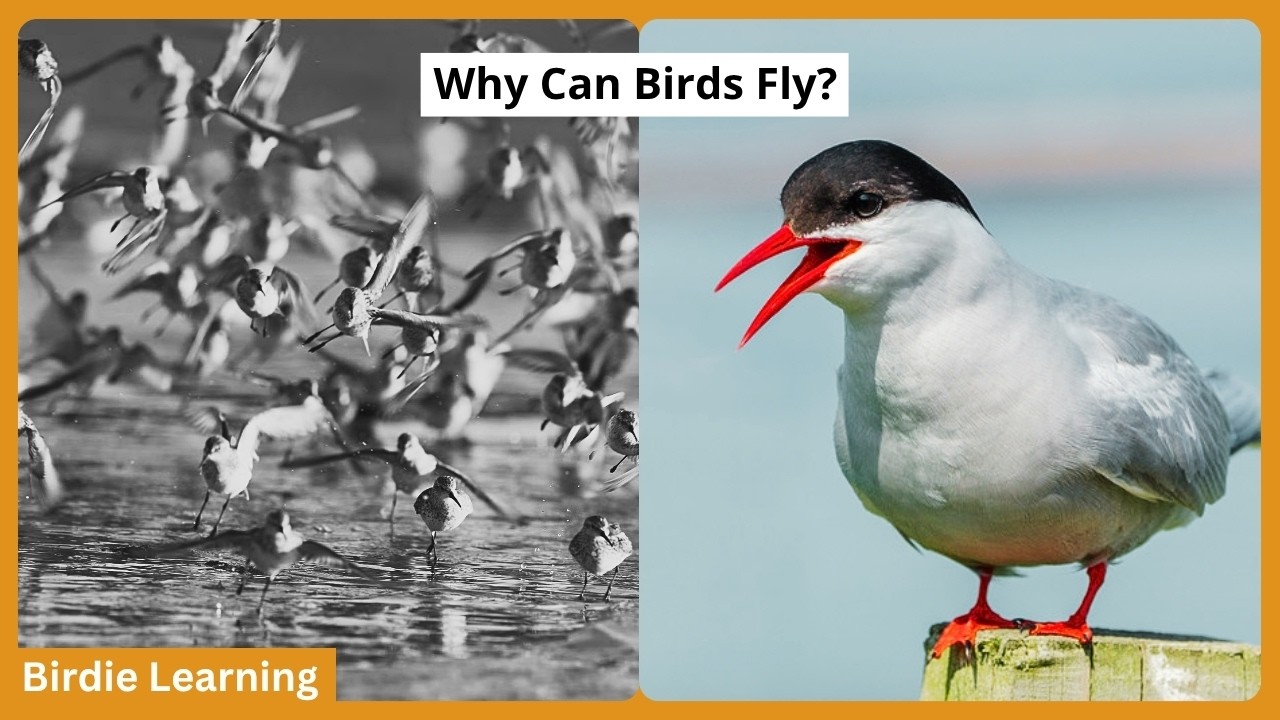 How Birds Defy Gravity | Physics Humans Still Can&rsquo;t Copy