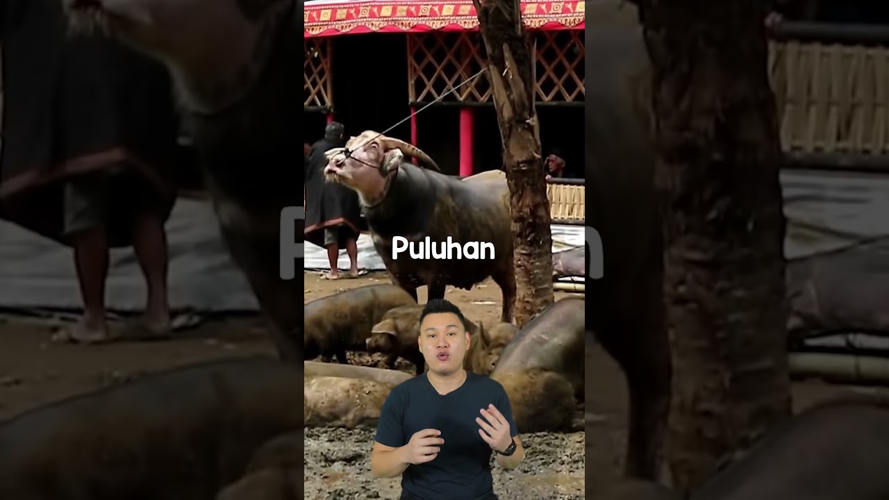 Habis milyaran untuk pemakaman di toraja