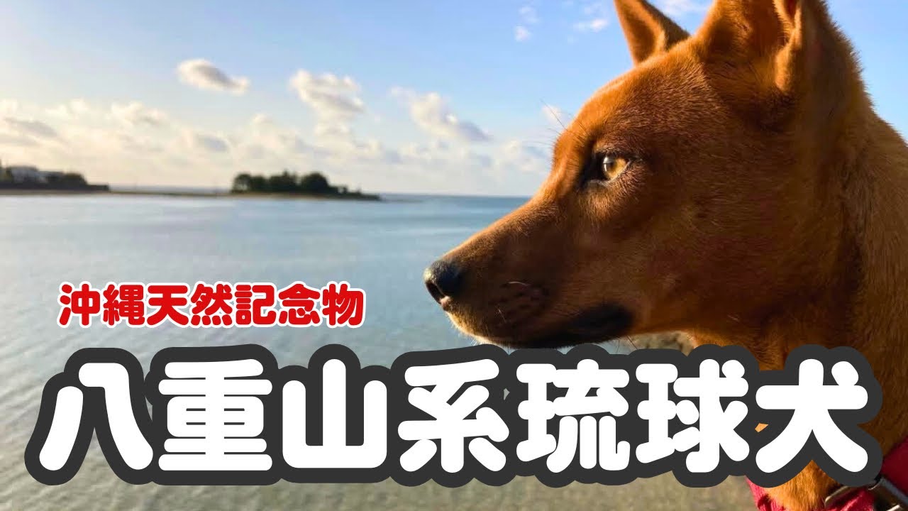 ニワトリを守る琉球犬がやってきました！【天然記念物】