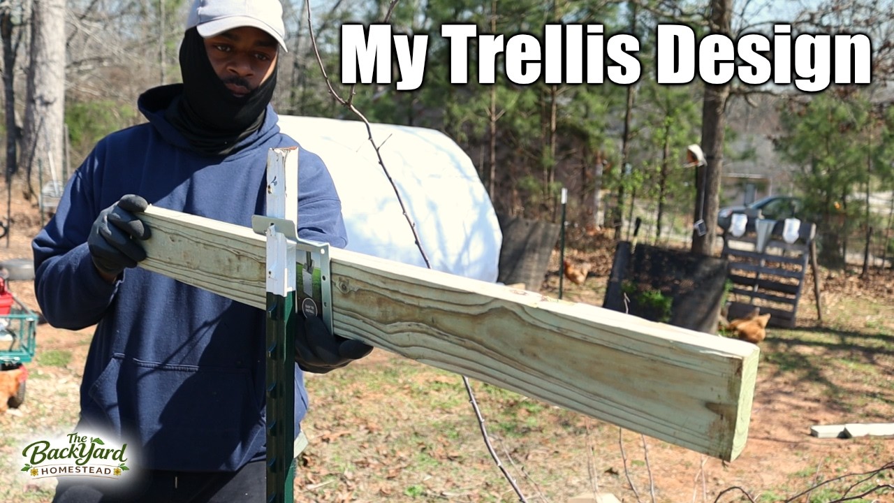 I Built a Simple Raspberry Trellis Using T-Posts | BackYard Berry Patch