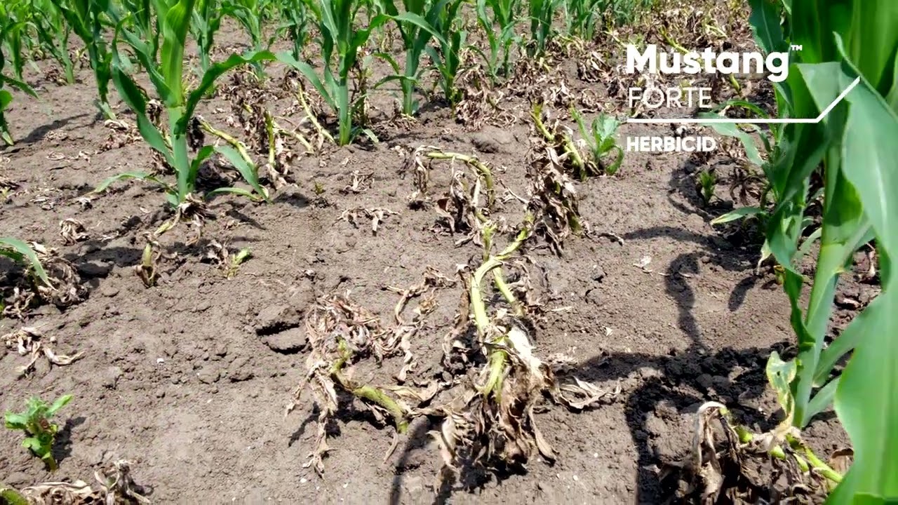 MUSTANG FORTE - herbicid namenjen suzbijanju širokolisnih korova u usevima kukuruza