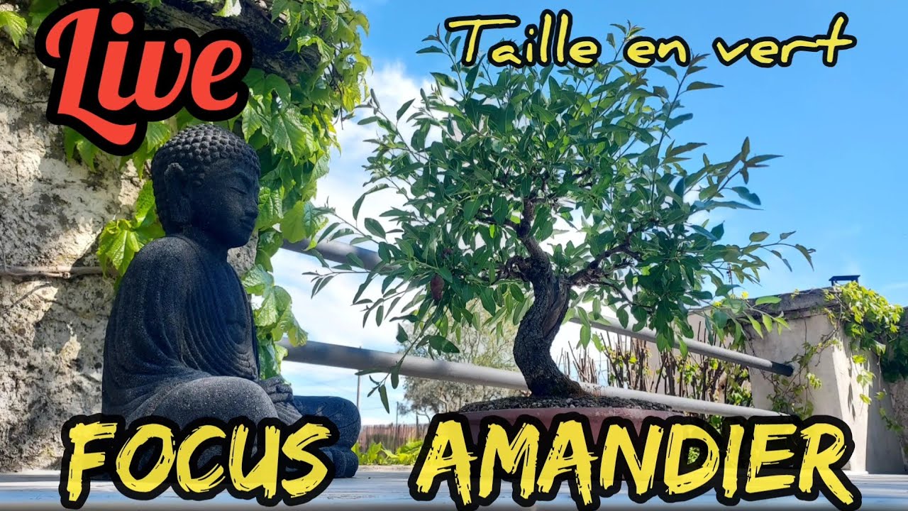 Focus Bonsaï Amandier - Taille En Vert 🌳