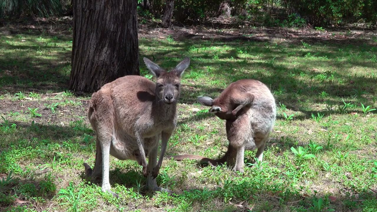 Kangourous, Marsupiaux, Mammif&egrave;res