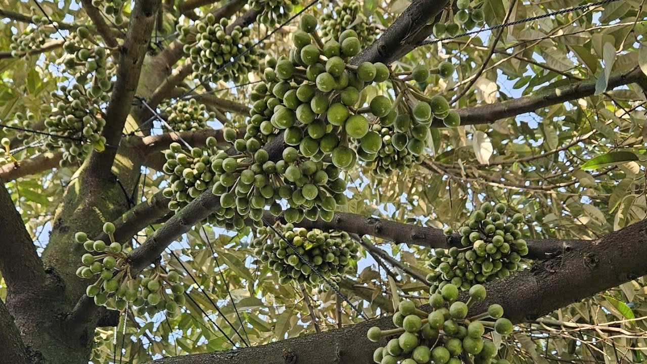 Vườn Sầu Riêng Gần Xả Nhụy Nhà Vườn Phải Nắm Được Những Vấn Đề Sau Để Giúp Sau Khi Xả Nhụy Đậu Nhiều
