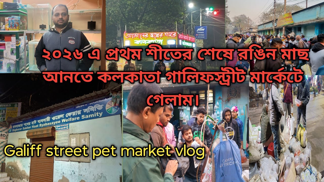 শীতের শেষে ফেব্রুয়ারি মাসেই নতুন রঙিন মাছ আনার জন্য কলকাতা গালিফস্ট্রীট মার্কেটে গেলাম। #vlog 