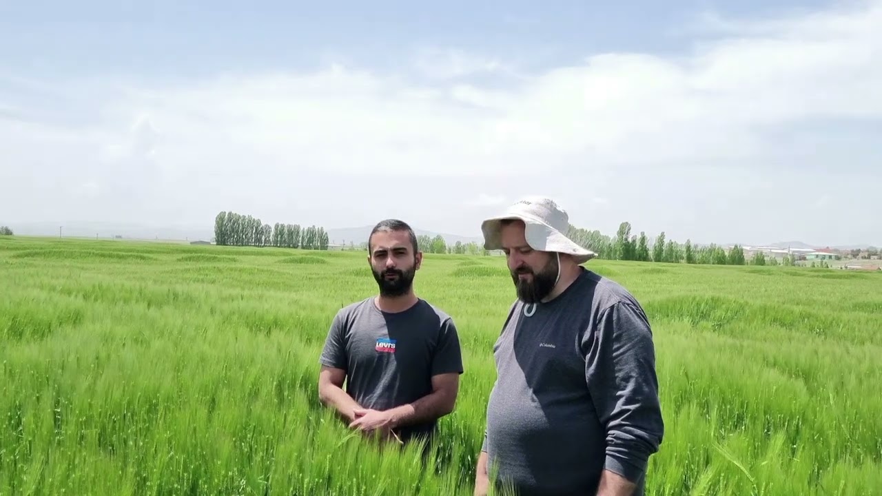 EFE TARIM ARAZİ 2 #ramata #altısıralıarpa #arpa verim #gübre #gübreleme #merkezanadolukimya #nektar