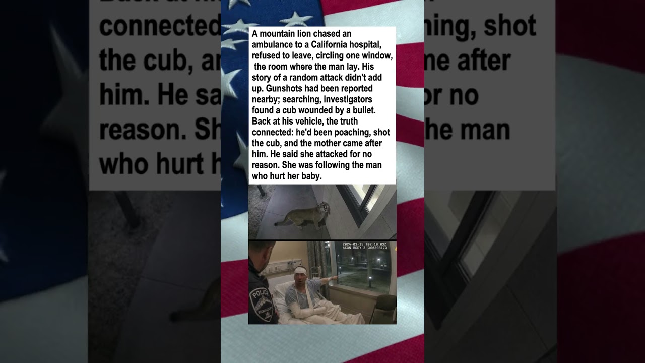 Mountain Lion Followed Her Cub's Shooter