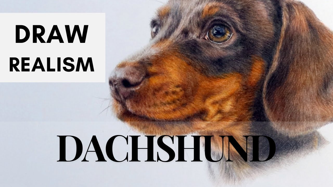 How to Draw a Dachshund Puppy - Coloured Pencils - Hot Press Paper - Beginner Art Tutorial
