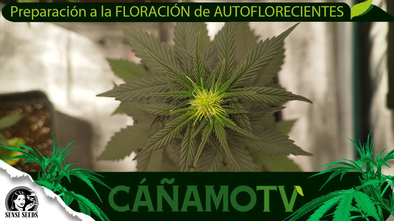 PREPARACI&Oacute;N a la FLORACI&Oacute;N de AUTOFLORECIENTES. Smart Grow System Mars Hydro FCE4800