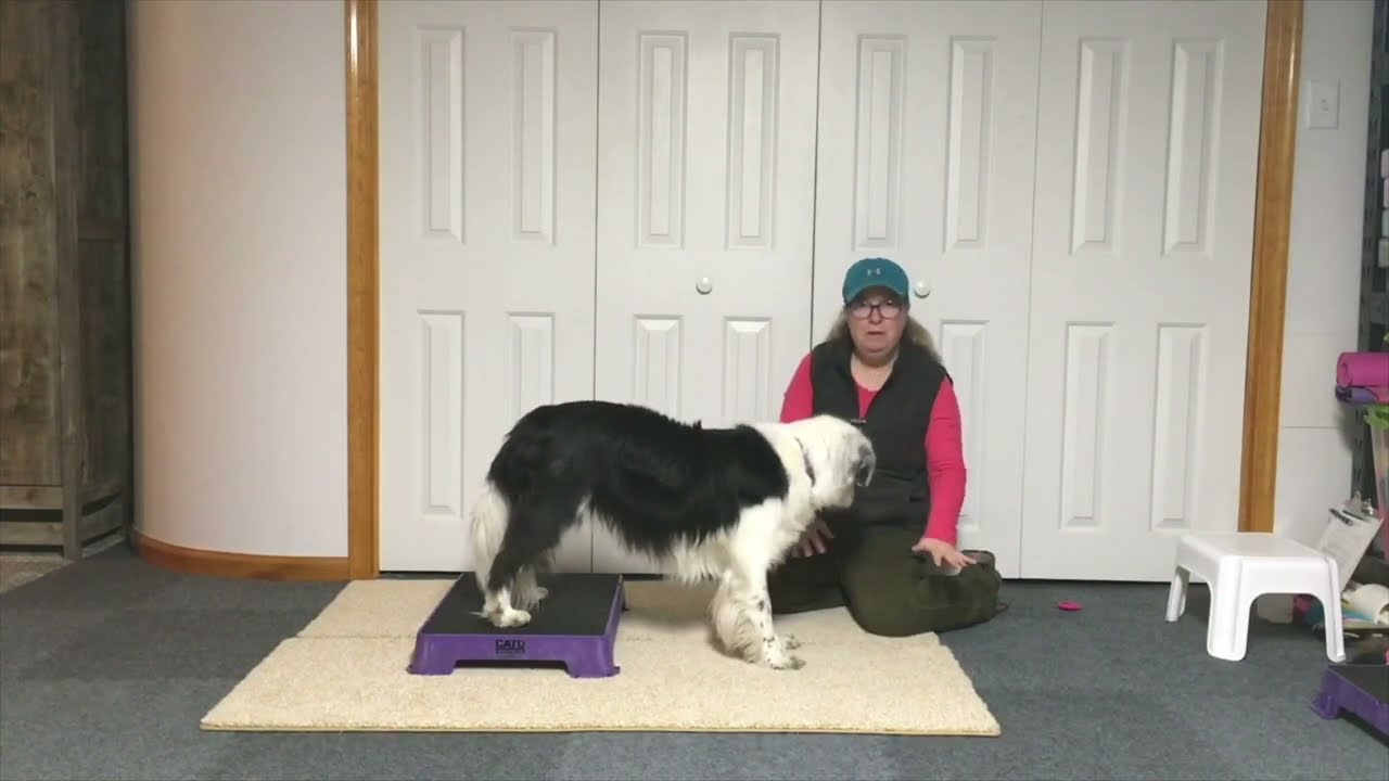 Canine Fitness Training with Cato Platforms - Iliopsoas Stretch