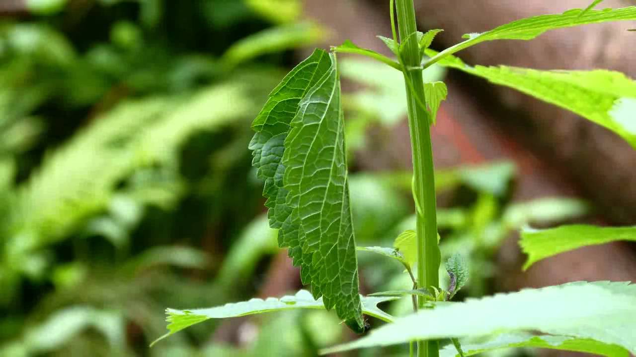 Leaf-rolling Weevil Working in Timelapse ムツモンオトシブミの揺籃が出来るまで