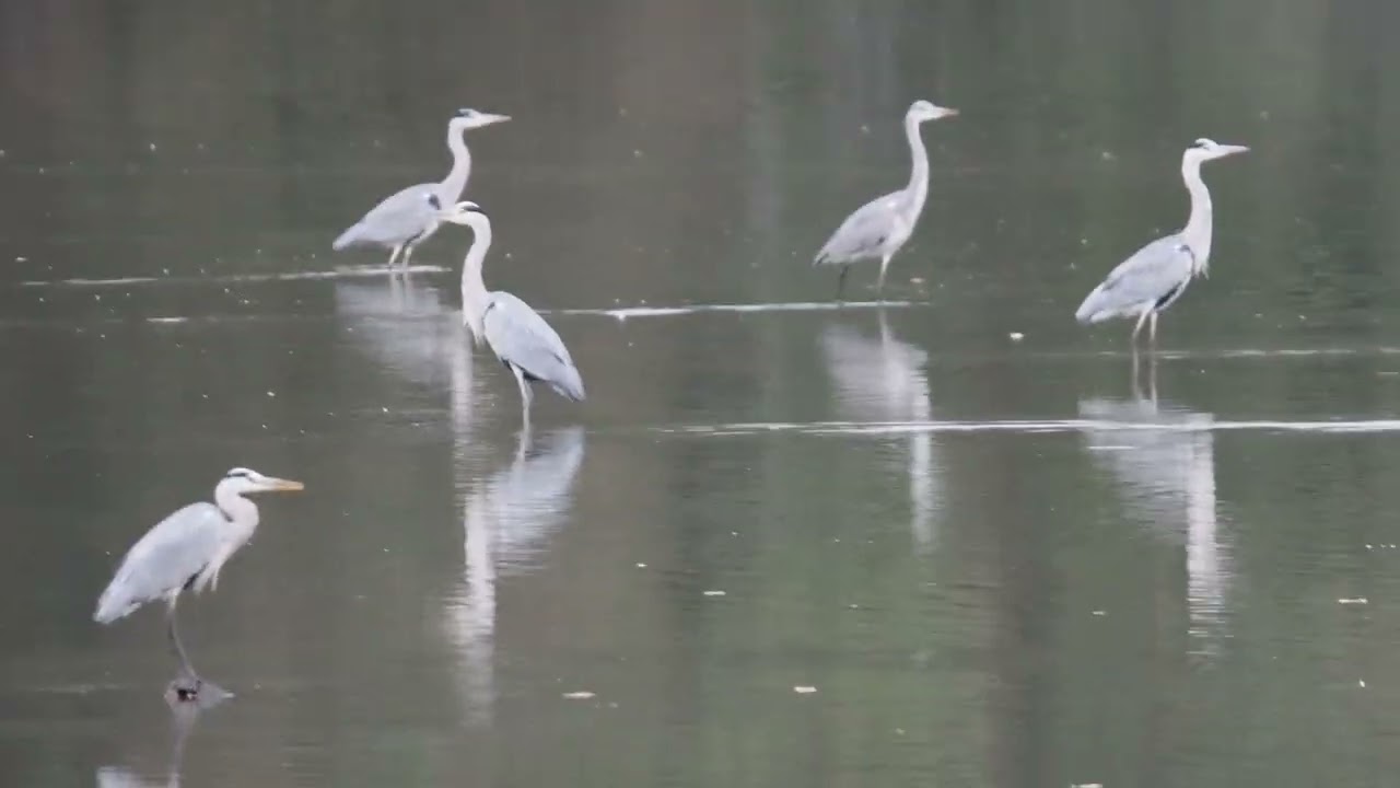 herons, gulls