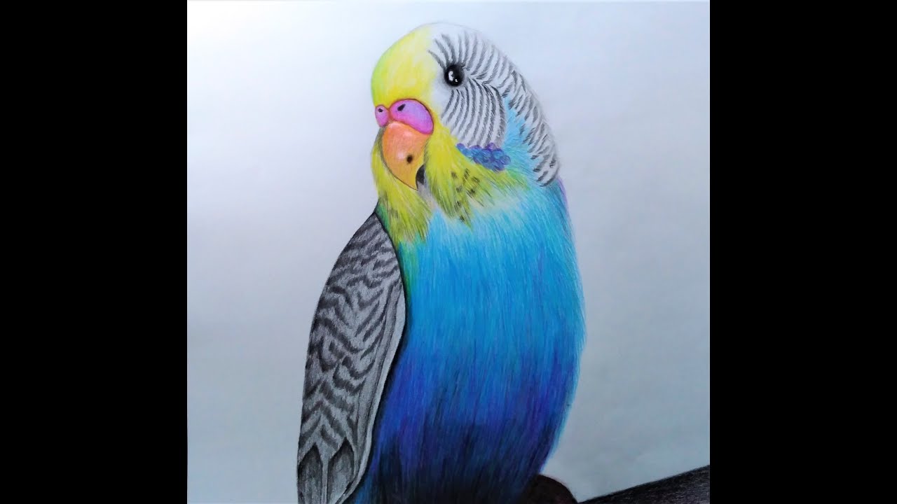 Budgie Bird Drawing with coloured pencils | Time-Lapse