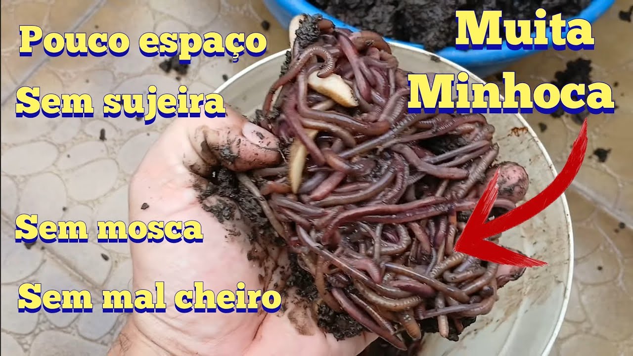 Como criar minhoca brava, minhoca Califórnia e  lesma em balde.