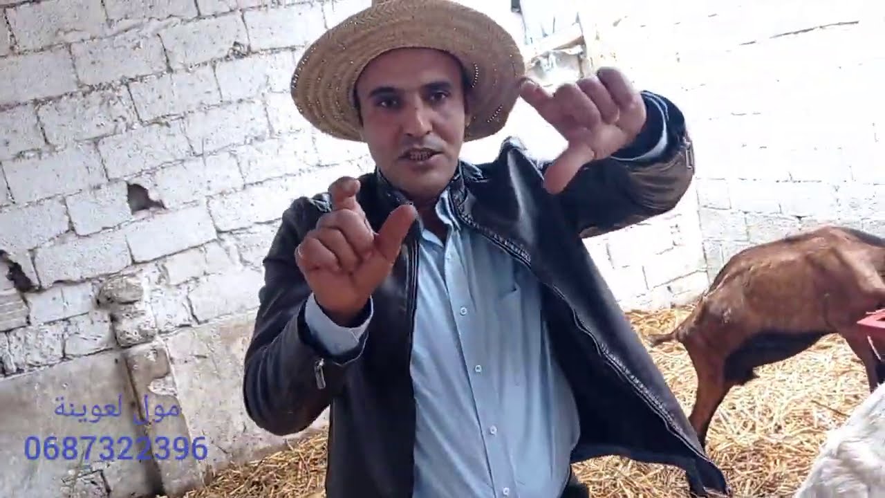 جاء يبحث عن غزال الألبين الاصلية