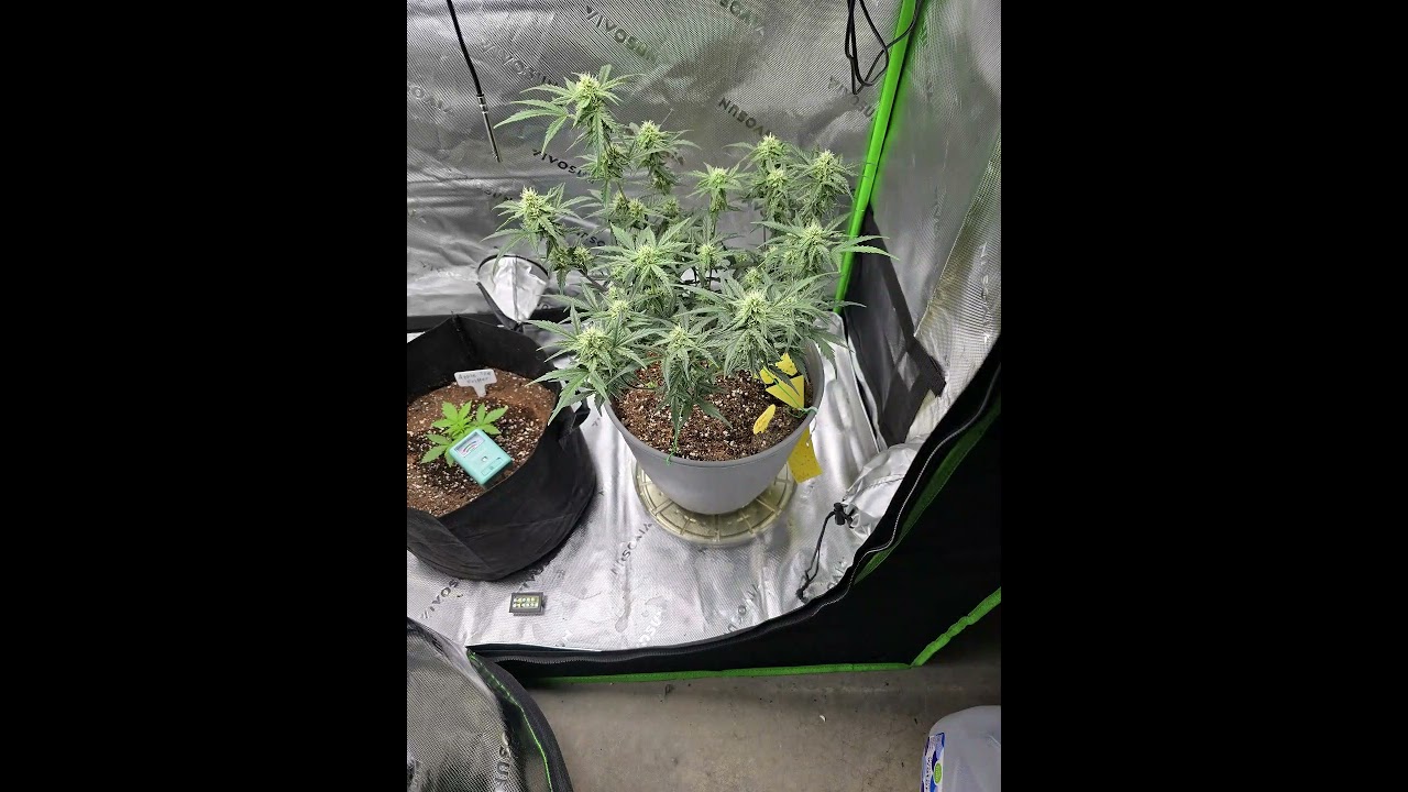 AFGHAN KUSH AUTO GROW #cannabisdaily