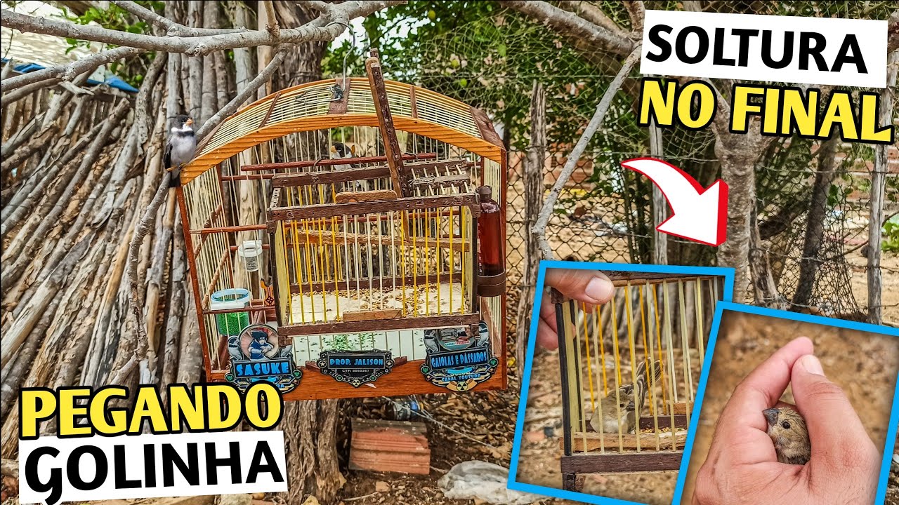 🤩 PEGUEI UM GOLINHA BRANQUINHO NO AL&Ccedil;AP&Atilde;O!!! (Peguei e soltei)  