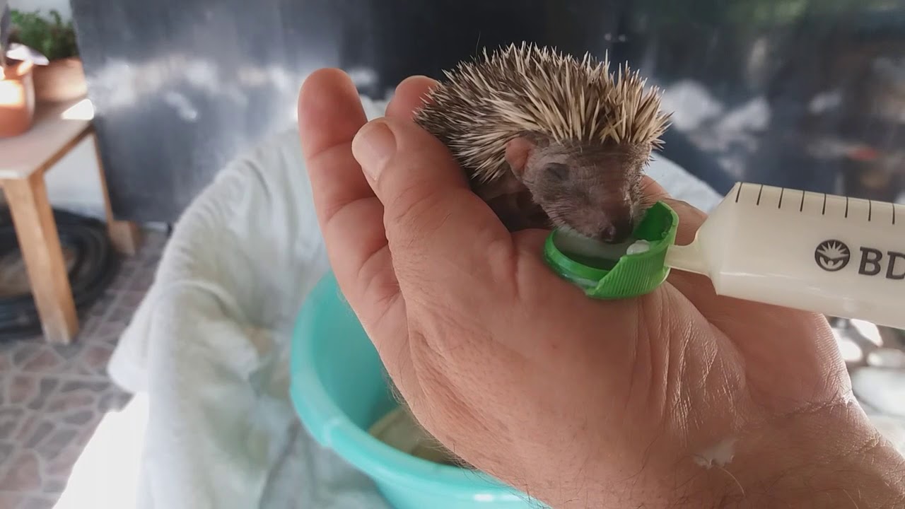 Σκατζοχερακια Hedgehog not mother