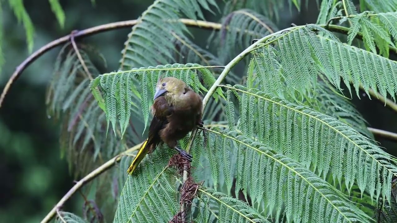 Russet-backed Oropendola