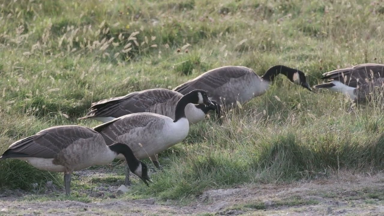 Fuji XH1 Wildlife Slow Motion Video FullHD 120p #fujixh1 #fujinon #xf150-600