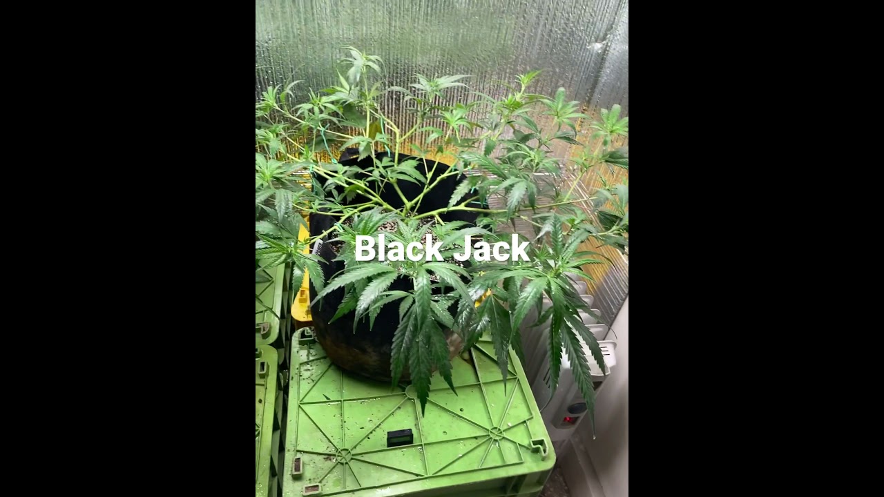 Black Jack (veg from clone)
