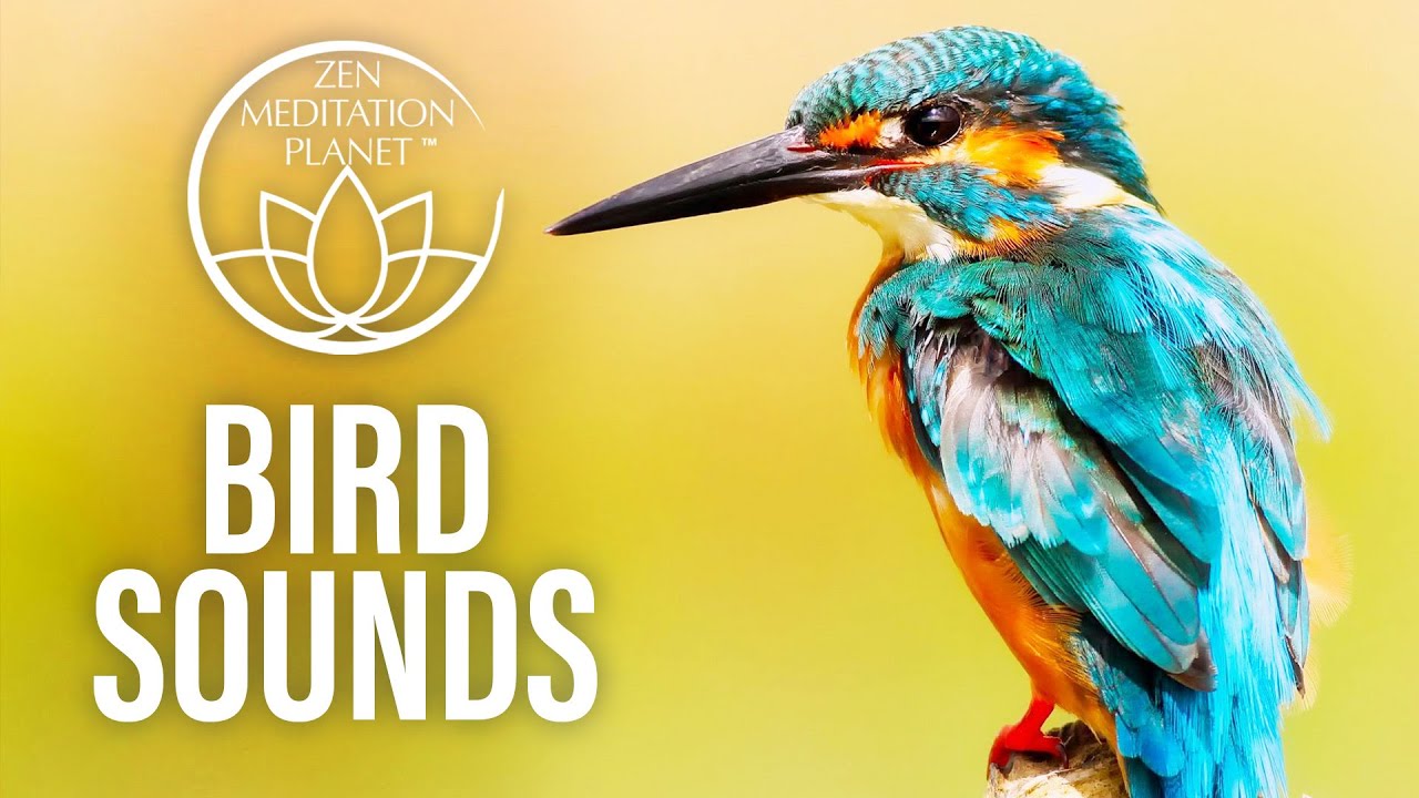 Birds Sounds - Relaxing Sounds For Meditation - Clean Your Mind