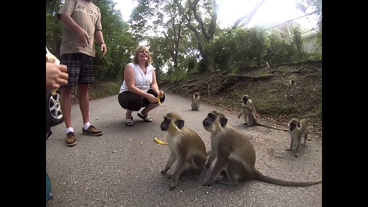 Feeding Green Monkeys in Barbados