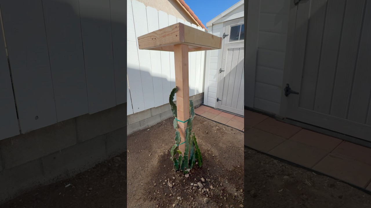How to Build a Dragon Fruit Trellis #dragonfruit #diy #trellis #farm #fruit #planting #build #health