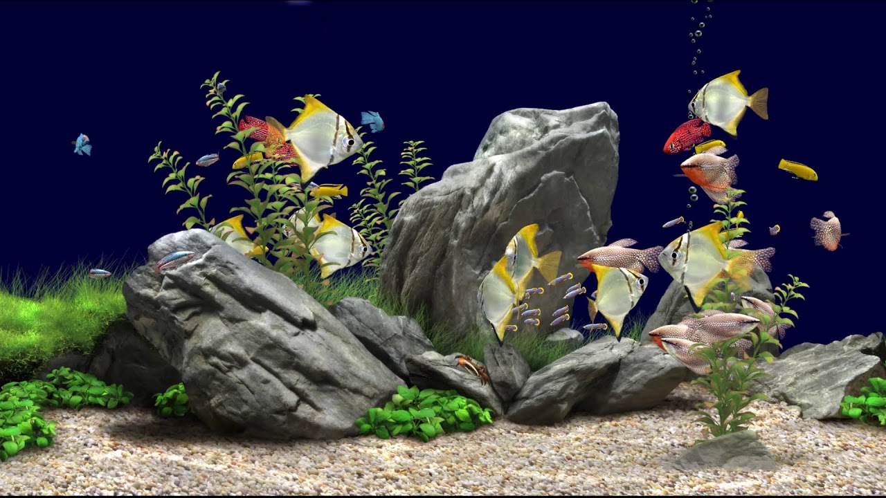 LIVE Digital Aquarium Test