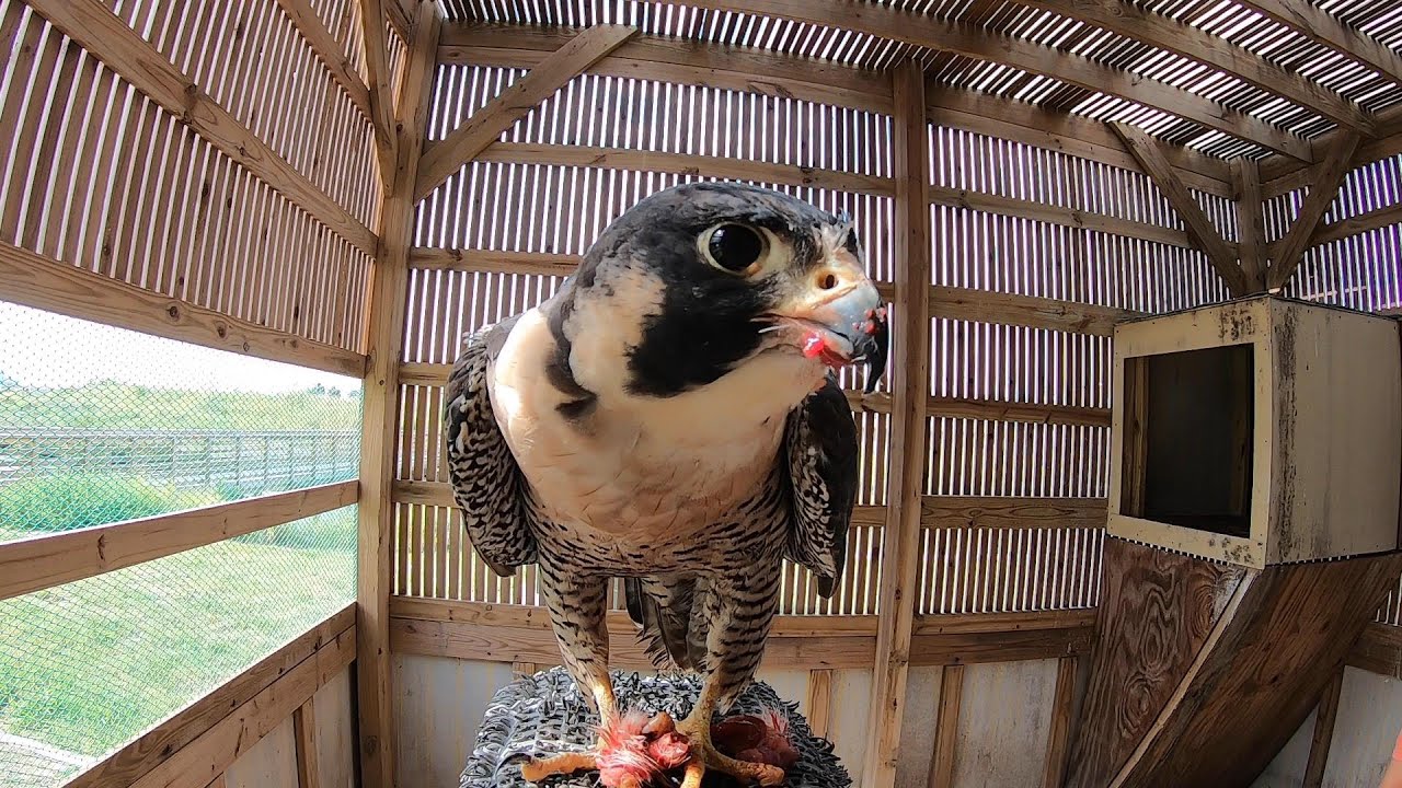 Feeding a Peregrine Falcon