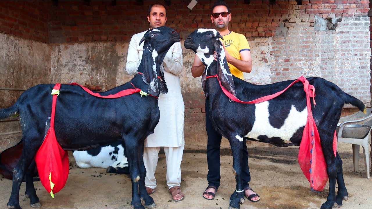 Biggest Goats Ever - Famous Big Goats Of Ramiz Kasur 2021
