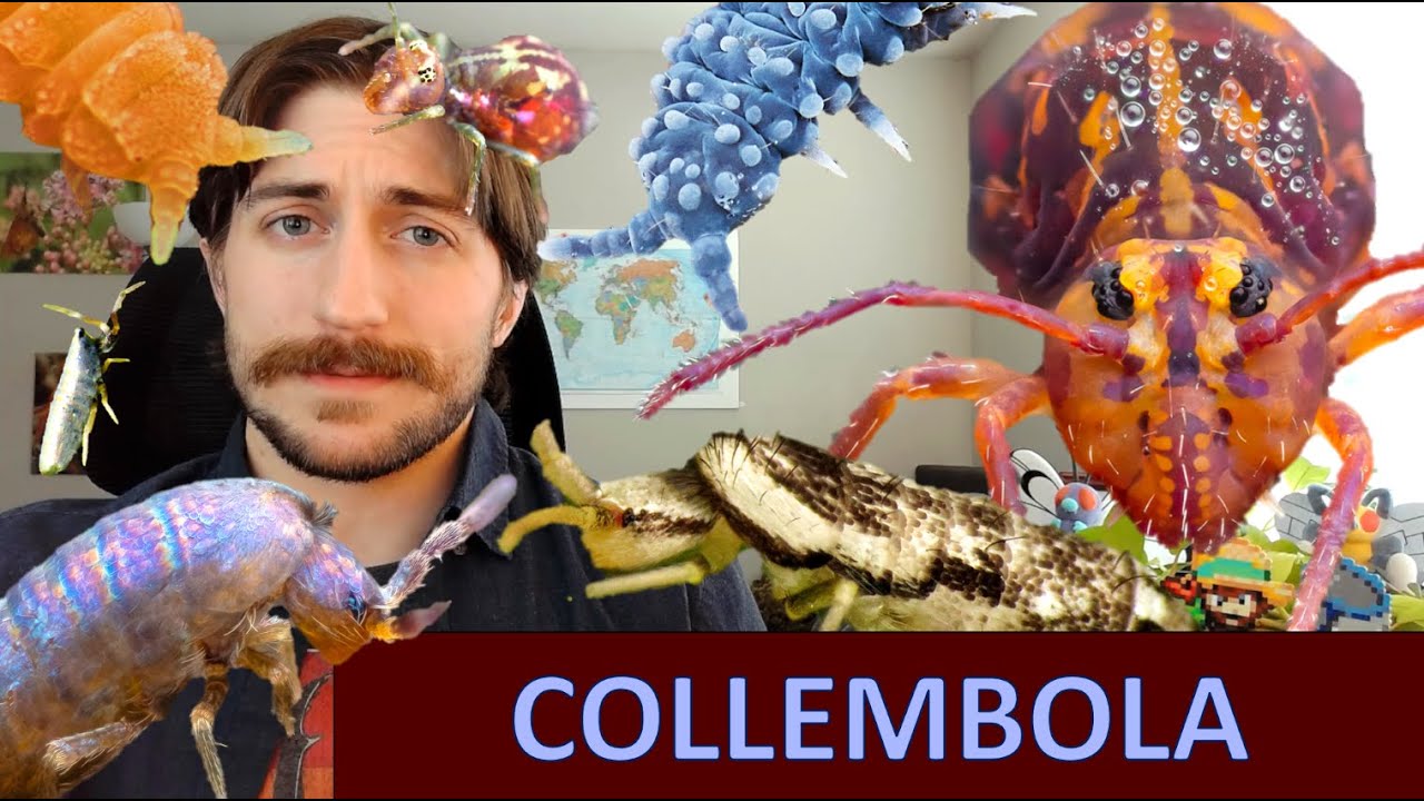 Collembola: The Springtails - Class Spotlight