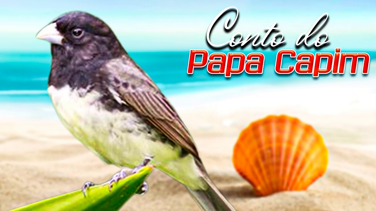 Canto do Papa Capim