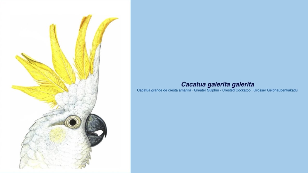 350 Parrot Species - #67 Cacatua galerita