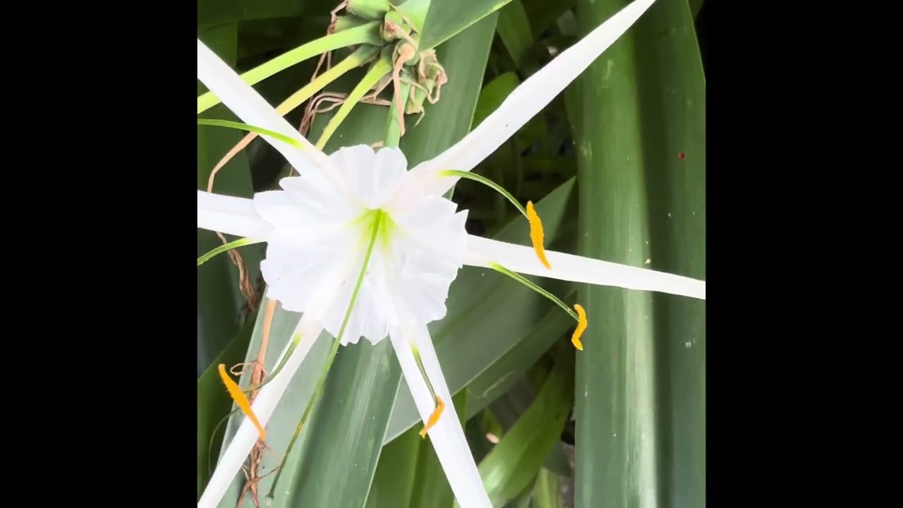 Spider Lily (Hymenocallis littoralis) &ndash; Elegant Wild Bloom from Cambodia