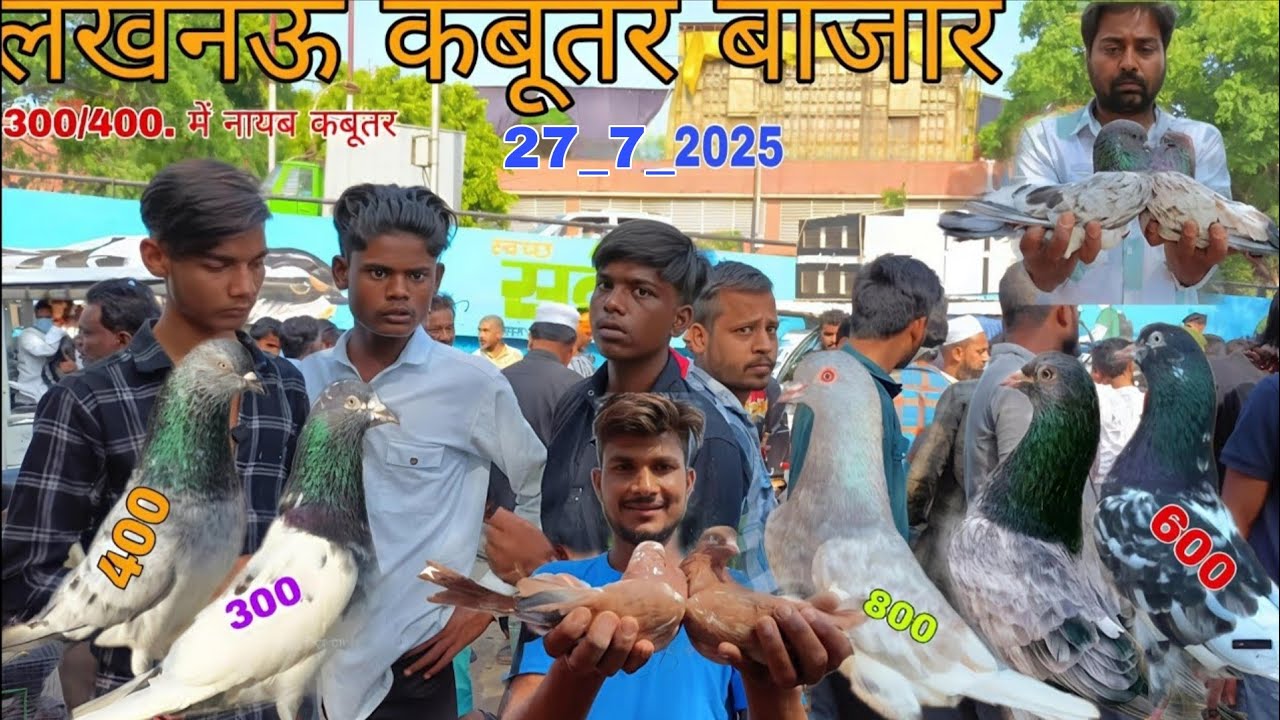 Nakkhas Lucknow kabootar market 28_7_2025 Lucknow bird market लखनऊ कबूतर बाज़ार 🫠🕊️🕊️🥰