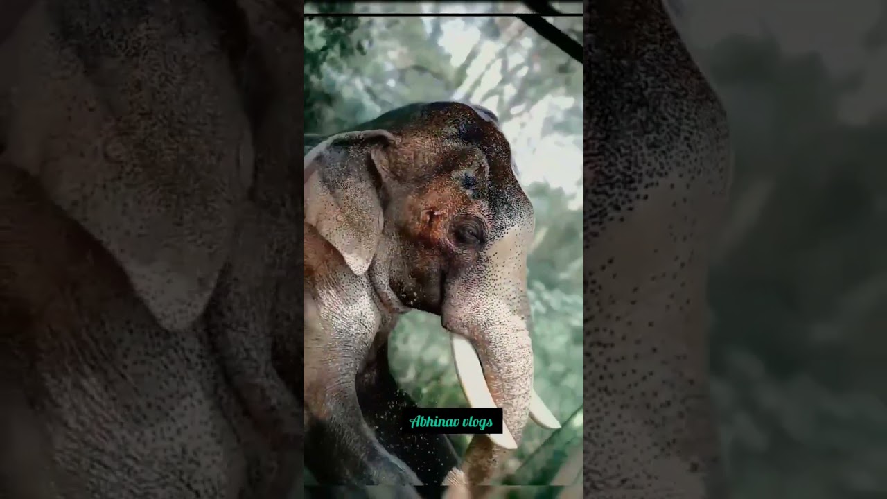 #elephant #lover #kerala