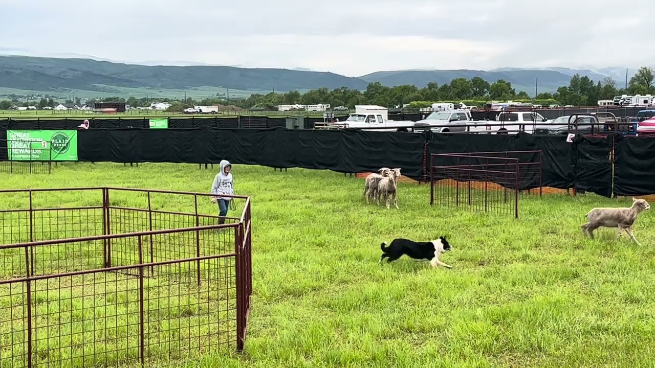 Sam & Rose - Finals 2023 - sheep