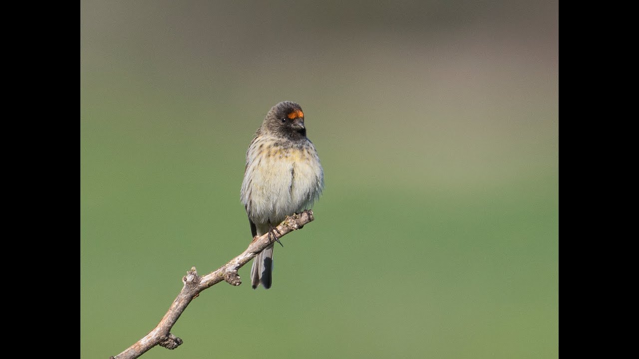 Red fronted Serin