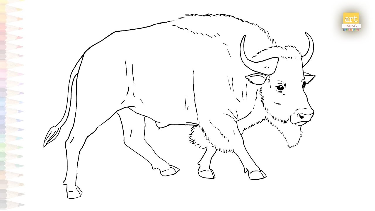 American buffalo drawings easy | Wild animal sketches | How to draw American bison step by step
