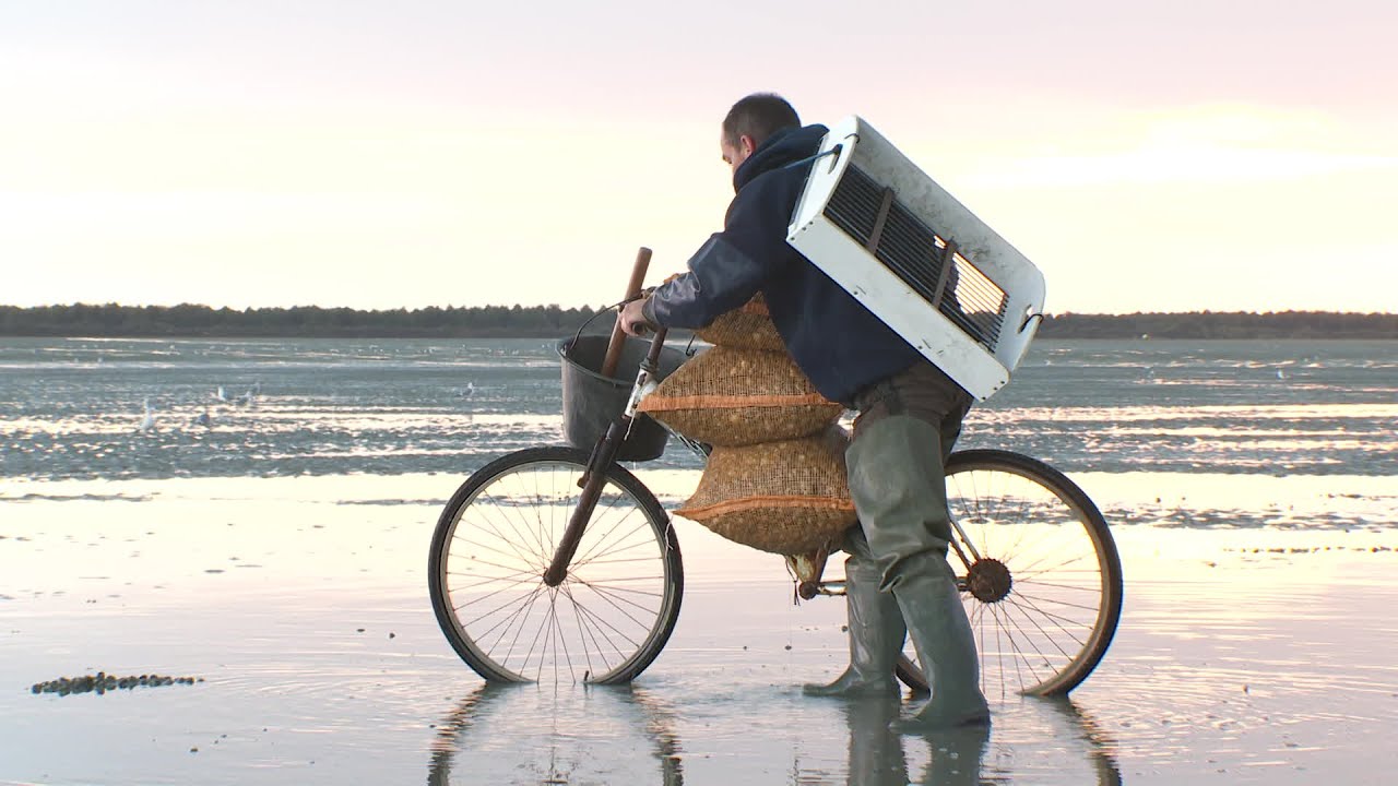 La pêche aux coques en baie de Somme