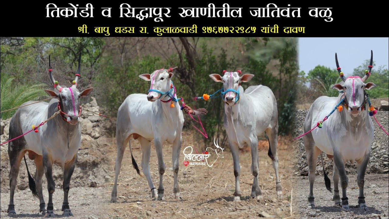 Khillar | जातिवंत खिल्लार वळुंबद्दल माहीती | श्री.बापु धडस, कुलाळवाडी यांच्या दावणीची संपूर्ण मुलाखत
