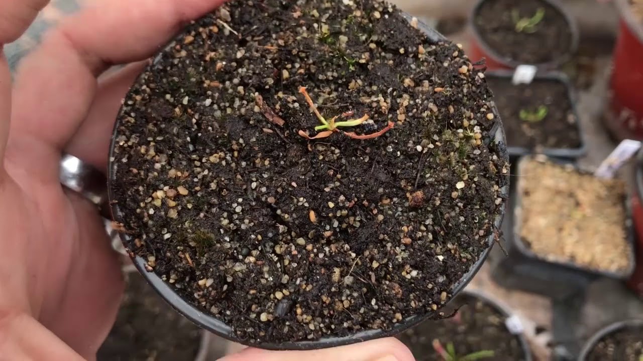 Usamos fungicida urgentemente (Trichoderma Harzianum)/PLANTAS CARNÍVORAS