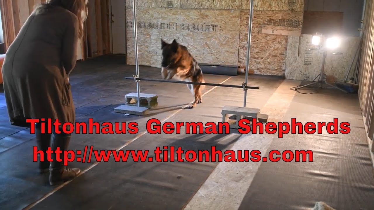 Our German Shepherd Lexi, Practicing To Earn Her AKC Novice Trick Title.