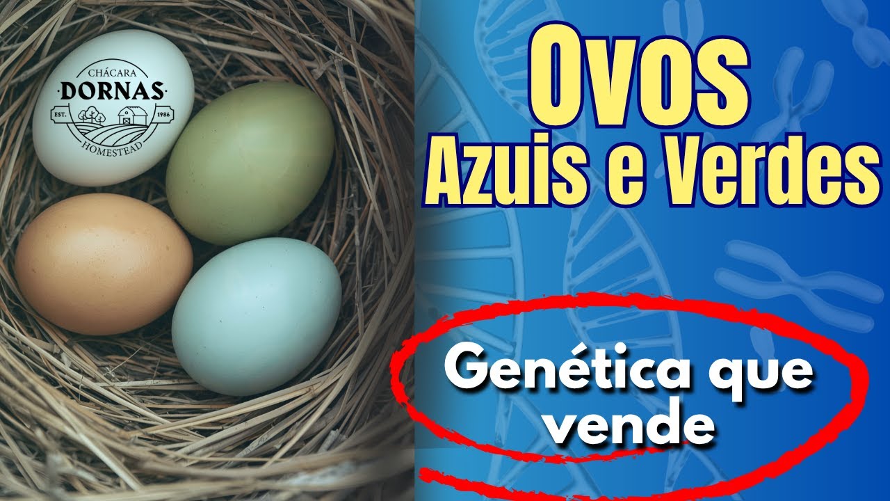 Como Funciona o Gene do Ovo Azul? Descubra e Ganhe Dinheiro com Ele