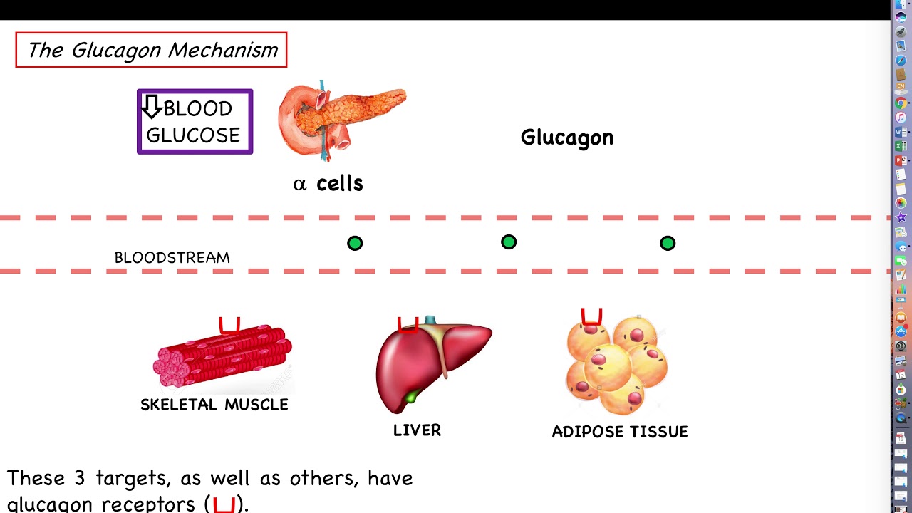 Human Physiology - Chapter 17 Lecture, Part 7 - The Pancreas and its Hormones